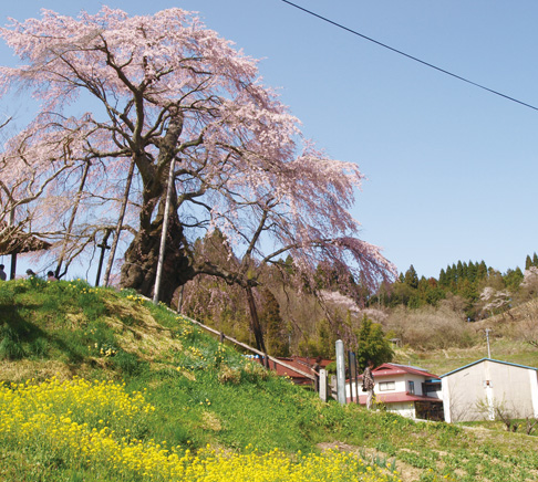 桜の景